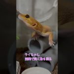 レオパのライちゃんです　#ニシアフ#トカゲ #爬虫類 #ウーパールーパー #ペット #レオパ #tiktok #可愛い#pardgeckogec#africanfattailedgecko