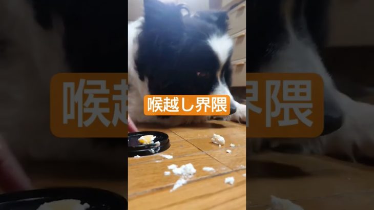 たんおめワンコに🎂あげてみた #ペット #わんこ