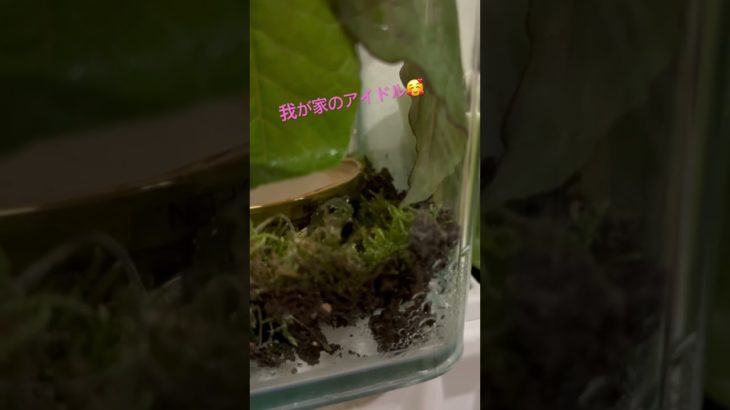 我が家のアイドル！♯アマガエル♯かわいい♯ペット
