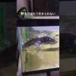 ペットの肉食魚 #ペット