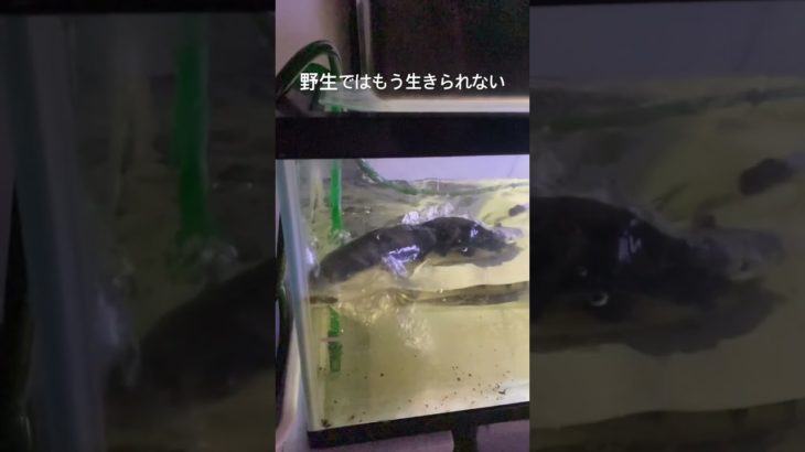 ペットの肉食魚 #ペット