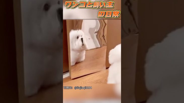 可愛すぎ!ワンコと飼い主の日常 #犬 #ペット