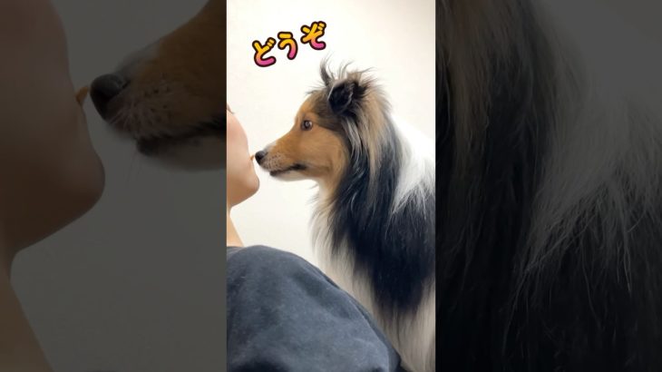 犬と仲良くおやつを食べる　 #ペット #かわいい #癒し