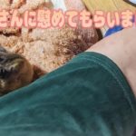 大切なペットが亡くなって悲しんでたらちょまさんが慰めてくれました