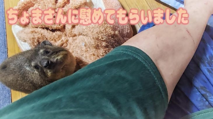 大切なペットが亡くなって悲しんでたらちょまさんが慰めてくれました