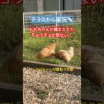 にわとりあるある！獲物の取り合い〜チョウチョ編〜　#醜い争い　#にわとり　#ペット　#おもしろ動画  #あるある　#エサの取り合い