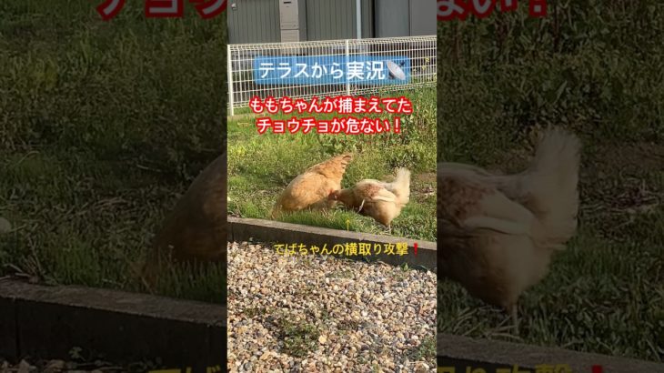 にわとりあるある！獲物の取り合い〜チョウチョ編〜　#醜い争い　#にわとり　#ペット　#おもしろ動画  #あるある　#エサの取り合い