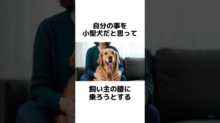 ゴールデンレトリバーあるある　#犬 #ペット #雑学 #あるある