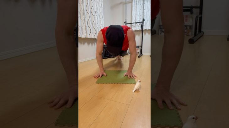 ペットに見守られて　#プッシュアップチャレンジ #筋トレ #文鳥