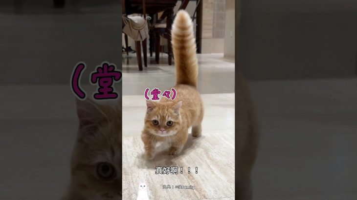 ペットボトルに子猫を入れた理由