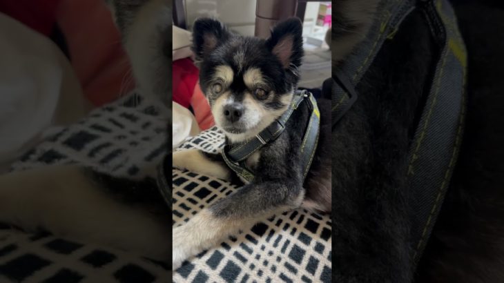 今日の文ちゃん #ペット #ペットとの暮らし #ポメとチワワのミックス