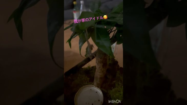 我が家のアイドル！♯アマガエル♯ペット♯カエル♯かわいい