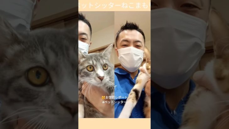 ペットシッターねこまもり斉藤です 杉並区 ご新規様 はじめましてニャンちゃん お世話レポート🐈 #ペットシッター