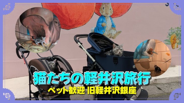 【猫たちの軽井沢旅行】旧軽井沢銀座商店街 & “ペット歓迎”のトリックアートミュージアム！