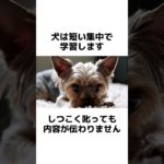 犬に絶対にしてはいけない起こり方　#犬 #ペット #雑学 #あるある