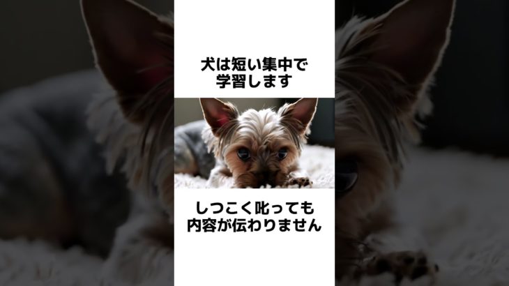 犬に絶対にしてはいけない起こり方　#犬 #ペット #雑学 #あるある