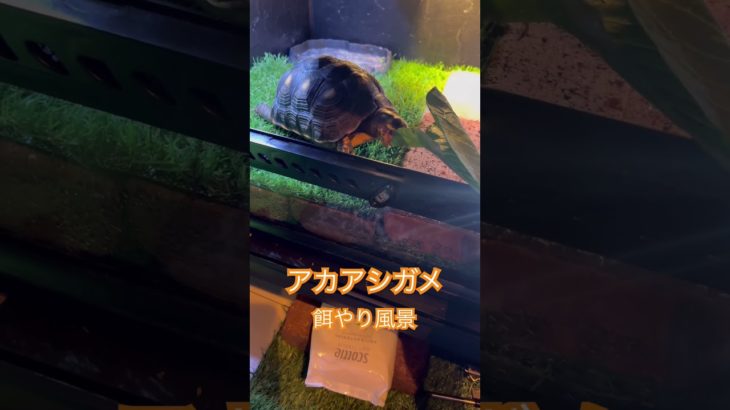 アカアシガメ(イエローフット)餌やり風景　#リクガメ #ペット #アカアシガメ #爬虫類 #エキゾチックアニマル