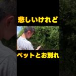 悲しいけれどペットとお別れ