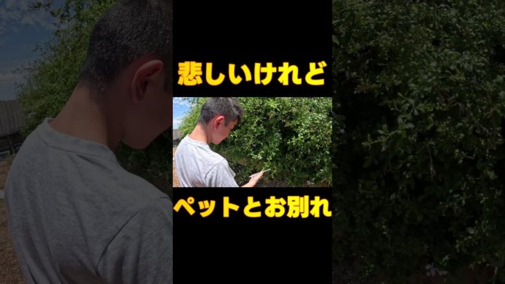 悲しいけれどペットとお別れ