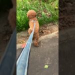 排水溝が苦手なトイプー #トイプードル #散歩 #ペットショップ#排水溝