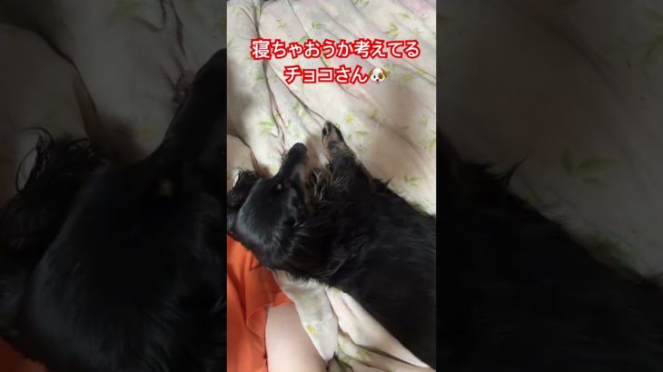 #愛犬 #ダックスフンド #安らぎ #リラックス #ストレス発散 #ペット