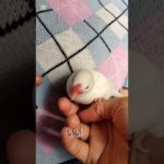 ついにペット公開！ #かわいい #ペット