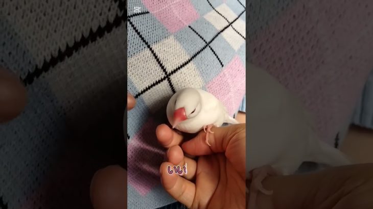 ついにペット公開！ #かわいい #ペット