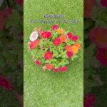 サカタのタネ ビューティカル レッドメープル #サカタのタネ #夏の花  #ペチュニア