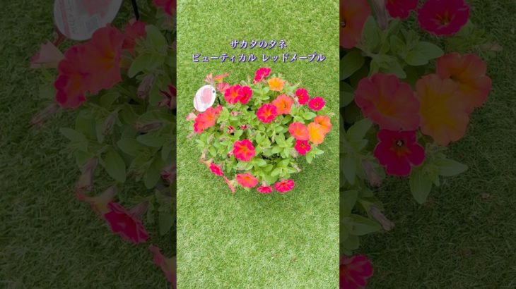 サカタのタネ ビューティカル レッドメープル #サカタのタネ #夏の花  #ペチュニア