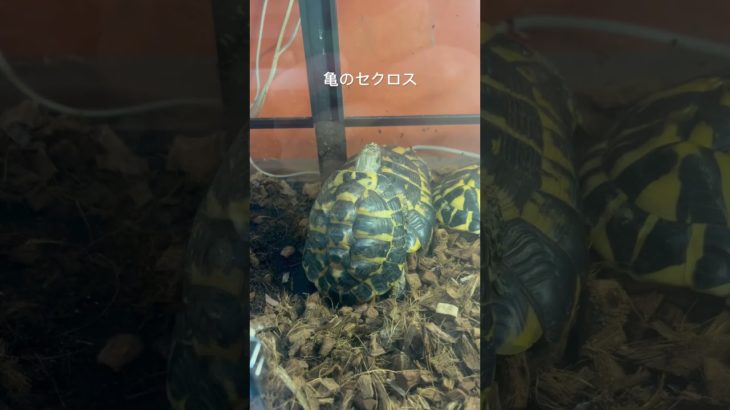 #亀 #ペット #タートルトーク #ディズニー #丁寧な暮らし