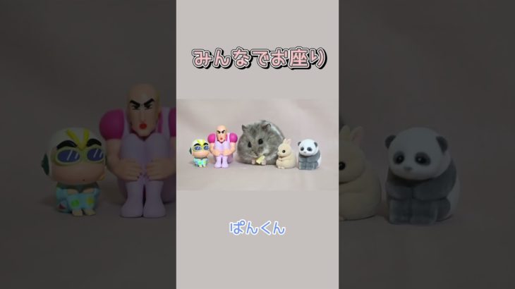 みんなでお座り🐹　#キャンベルハムスター　#ハムスター　#ペット