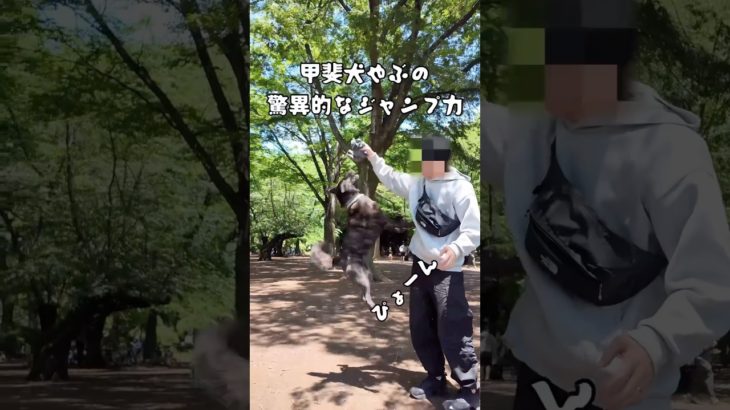 甲斐犬のジャンプ力が凄かった…！！#犬 #甲斐犬 #ペット #甲斐犬やぶ #いぬのいる生活