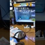 インコ可愛い＃ショート＃インコ＃ペット＃生き物