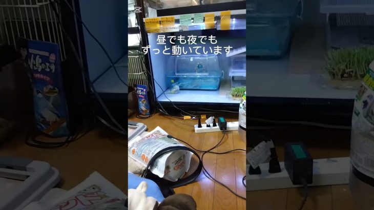 インコ可愛い＃ショート＃インコ＃ペット＃生き物