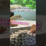 新しい仲間バッタンを食べるカナヘビ #爬虫類 #ペット #カナヘビ