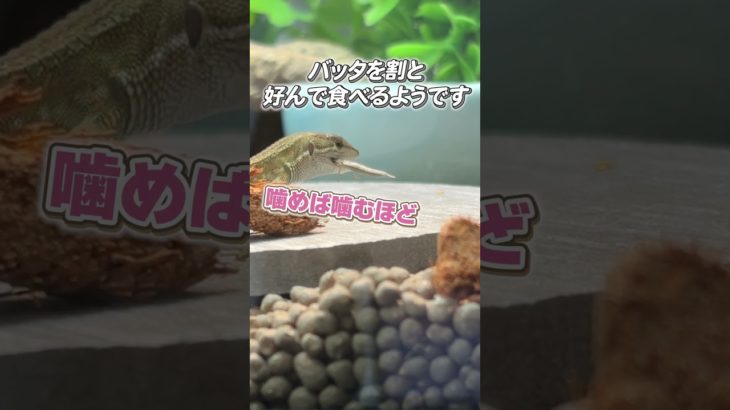 新しい仲間バッタンを食べるカナヘビ #爬虫類 #ペット #カナヘビ