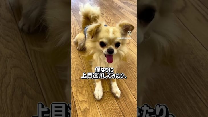 ペットショップに行く前に！保護犬　保護猫って選択肢