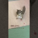 #ペット #ペットの暮らし #シマリスのいる生活 #シマリス #シマリス #リス #リスのいる生活 #ペットのいる暮らし #リスのある暮らし #リンゴ