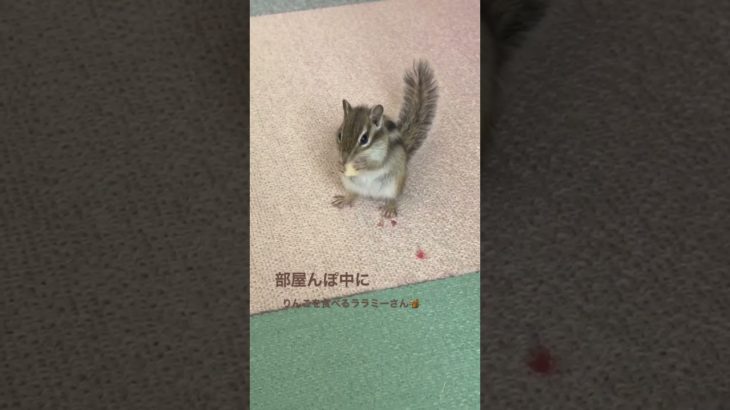 #ペット #ペットの暮らし #シマリスのいる生活 #シマリス #シマリス #リス #リスのいる生活 #ペットのいる暮らし #リスのある暮らし #リンゴ