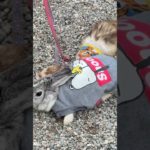 五稜郭に登場するペット連れのおじさん。　ラビット、フェレットに、イヌ。　　　　　ちょっと見せ物的な雰囲気を感じますが、可愛いらしい！　　　　　　　　　　　　　　#函館 #五稜郭公園 #五稜郭