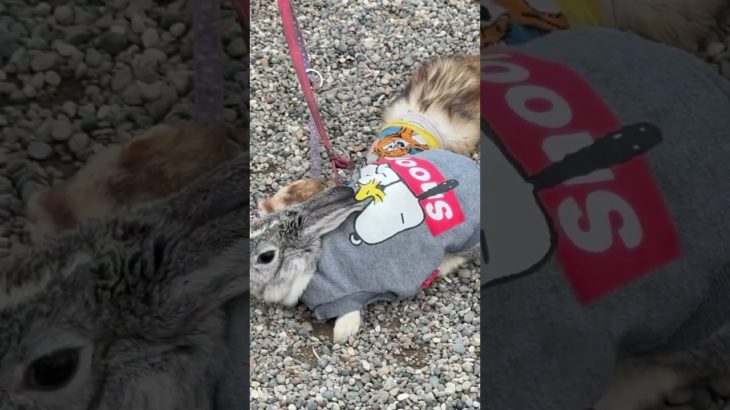 五稜郭に登場するペット連れのおじさん。　ラビット、フェレットに、イヌ。　　　　　ちょっと見せ物的な雰囲気を感じますが、可愛いらしい！　　　　　　　　　　　　　　#函館 #五稜郭公園 #五稜郭