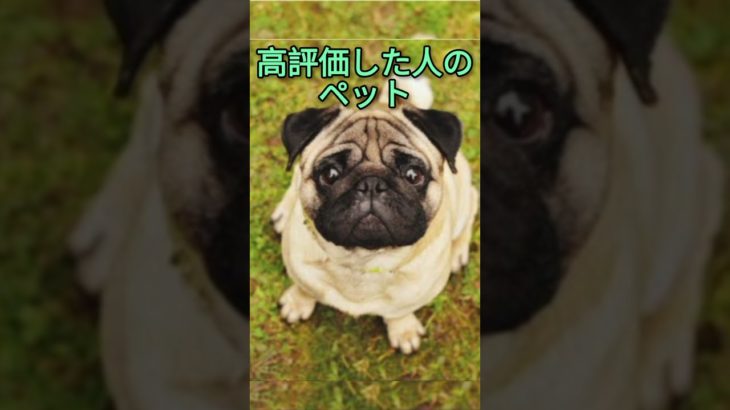 〇〇した人のペット #ゆっくり #ばずれ #バズれ #バズれー #ペット #犬