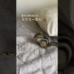 #ペット #ペットの暮らし #シマリス #シマリスのいる生活 #動物 #リス #リスのいる生活 #リスのいる生活 #リスのある暮らし #ペットのいる暮らし