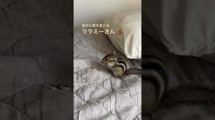 #ペット #ペットの暮らし #シマリス #シマリスのいる生活 #動物 #リス #リスのいる生活 #リスのいる生活 #リスのある暮らし #ペットのいる暮らし