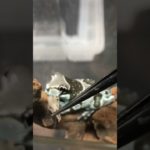 コオロギ食べるカエル #両生類 #カエル #ペット