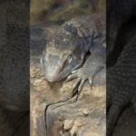 みんな、おやすみ。 #爬虫類 #ペット