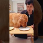 早食い #ペット