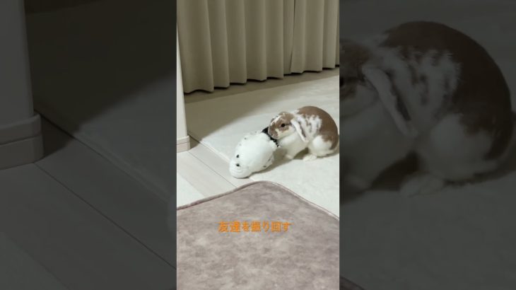 大好きな友達を振り回すうさぎ#うさぎ #ペット#うさぎのいる暮らし