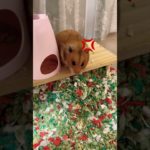 いいイライラ💢ペットバージョン