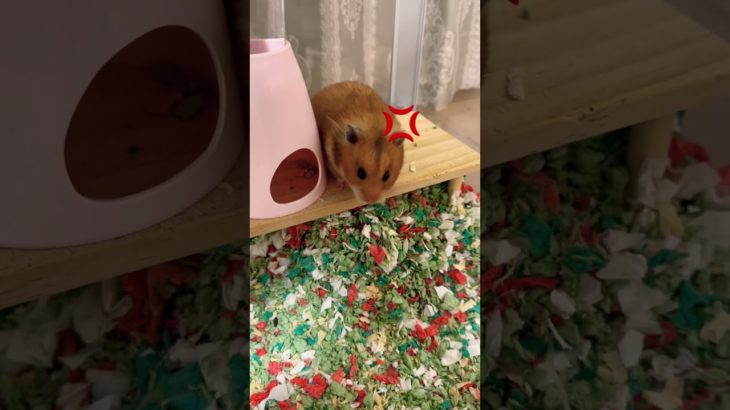 いいイライラ💢ペットバージョン